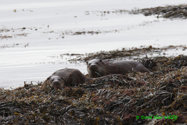 Otters